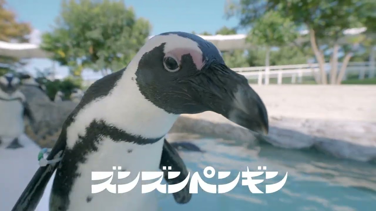 ズンズンペンギン【マリンワールド海の中道】