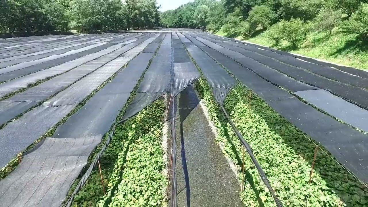 空から見た大王わさび農場