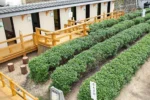 Fukujuen Uji Tea Factory
