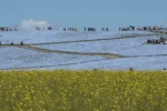 Hitachi Seaside Park