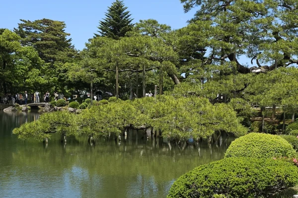 Karasaki-no-matsu Pine