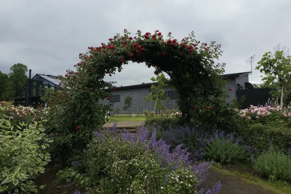 Beautiful Rose Arch