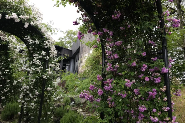 Roses in May