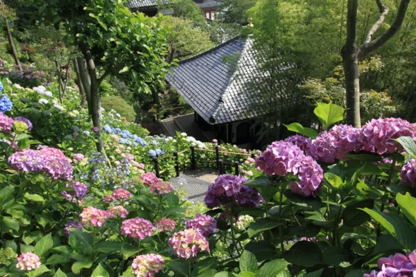 Hydrangeas in full bloom, a colorful symbol of Japan's rainy season.