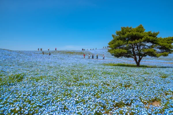 Rolling hills covered with blooming blue nemophila before the start of summer.