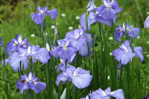 Colorful iris blossoms bloom in Japan's early summer season.