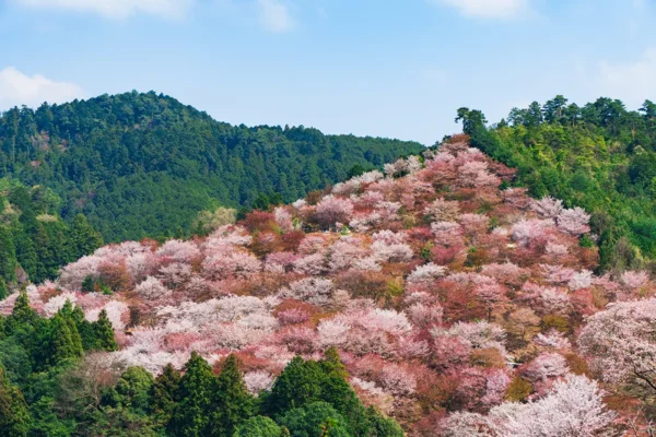 Cherry blossom trees cover the slopes of Mount Yoshino during sakura season.