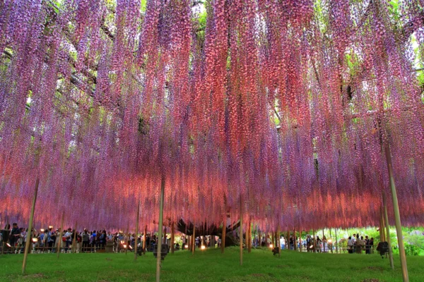 A canopy of cascading purple wisteria blooms creates a stunning floral ceiling.