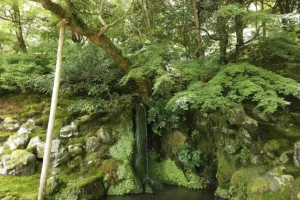 Well-kept garden